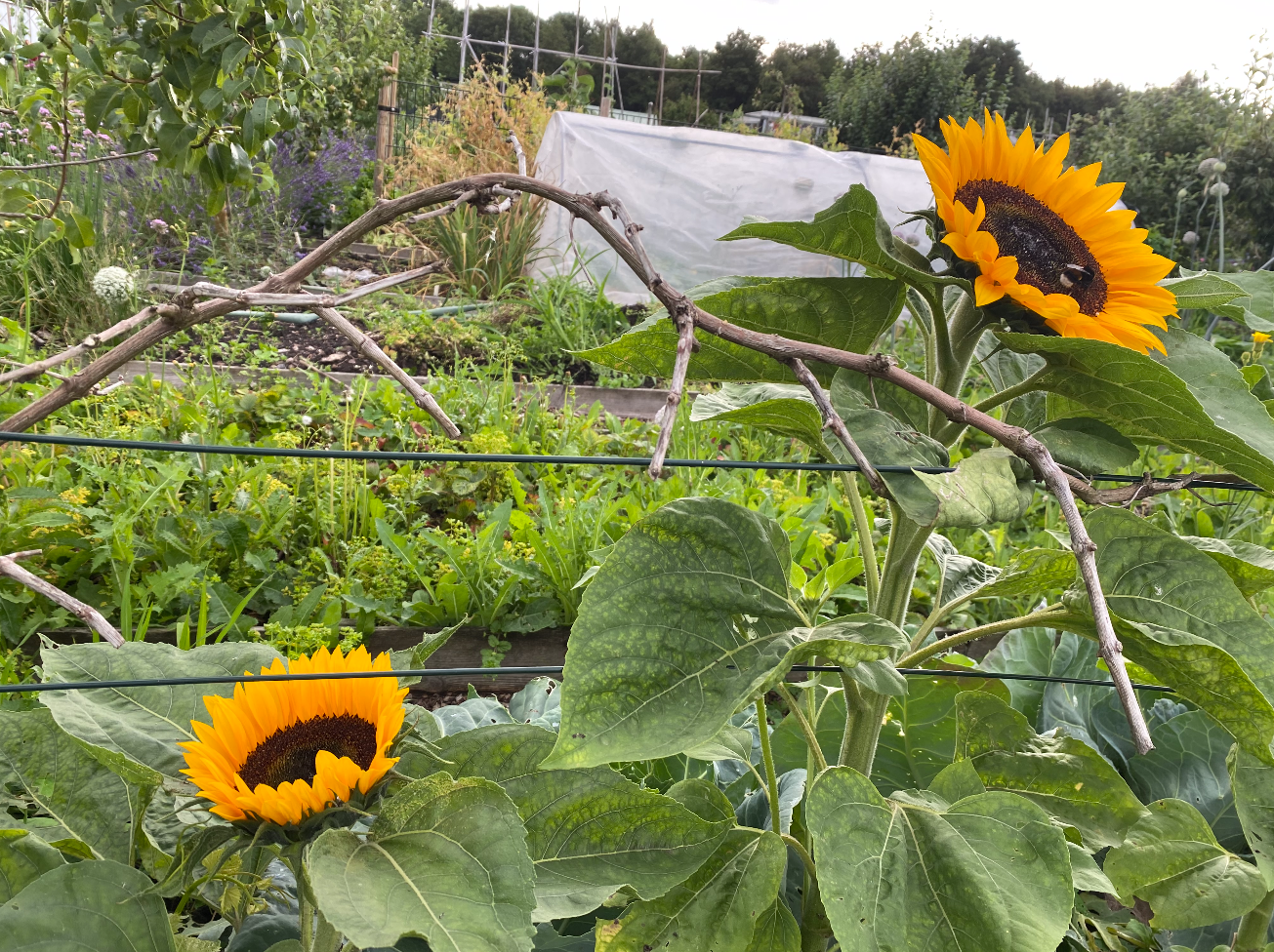 Kan een zonnebloem overwinteren