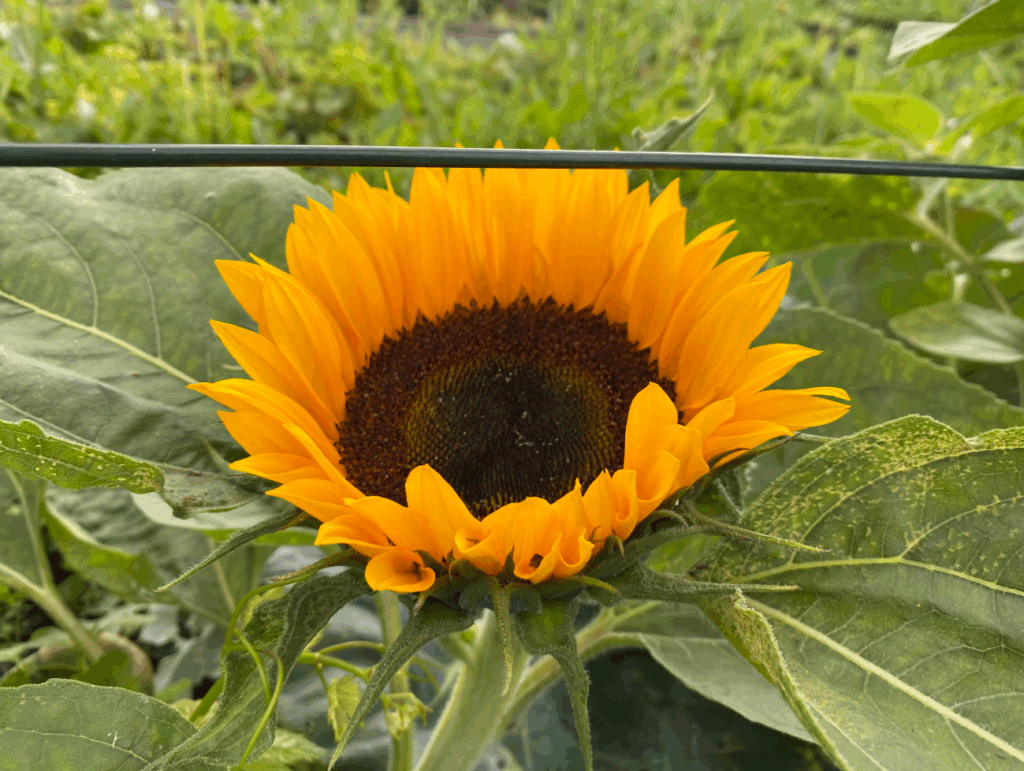 Kan een zonnebloem overwinteren