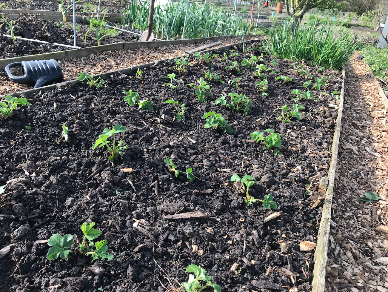 Kan ik aardbeien in september planten