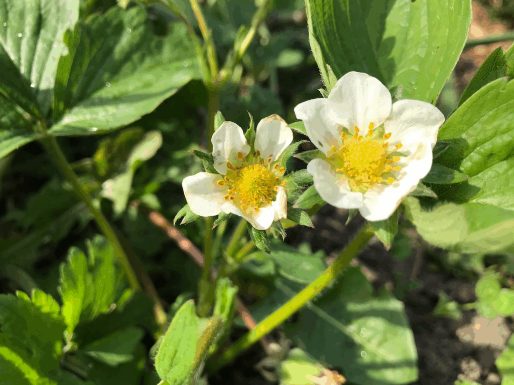 Kan ik aardbeien in september planten
