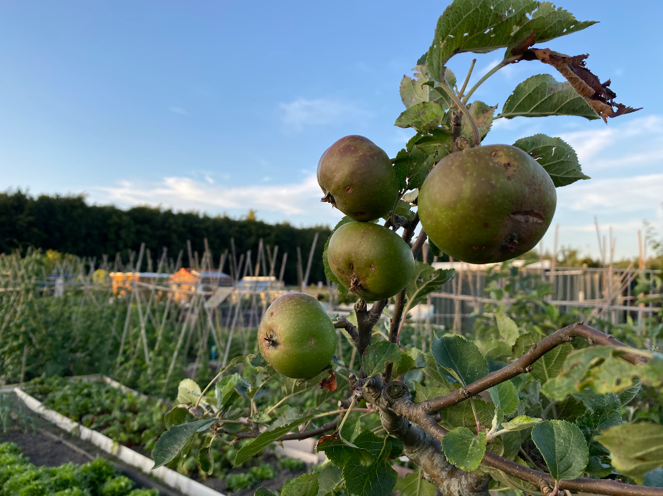 Kan ik fruitbomen in september planten