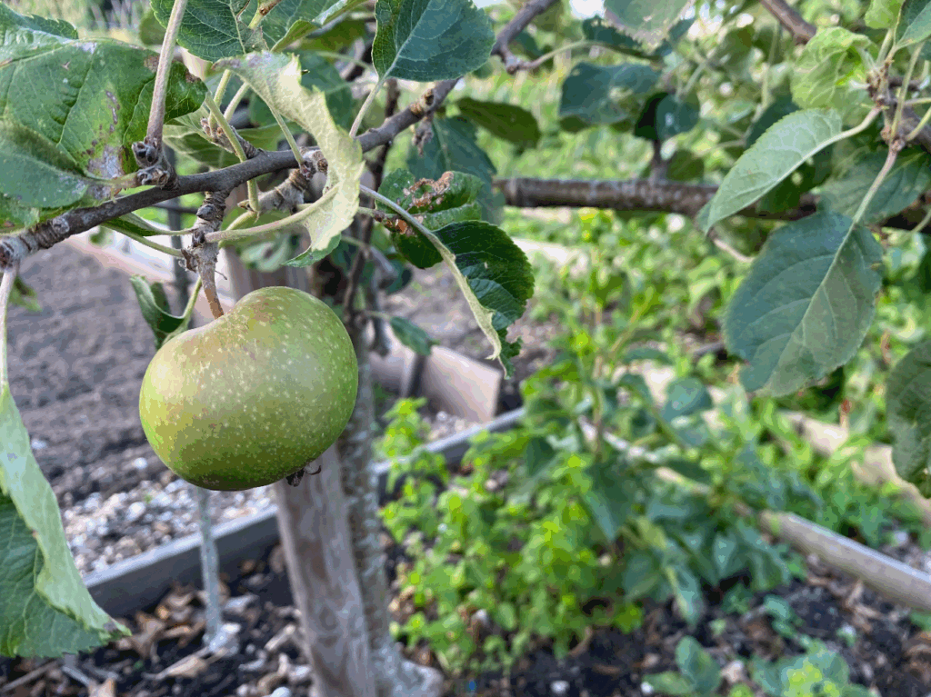 Kan ik fruitbomen in september planten