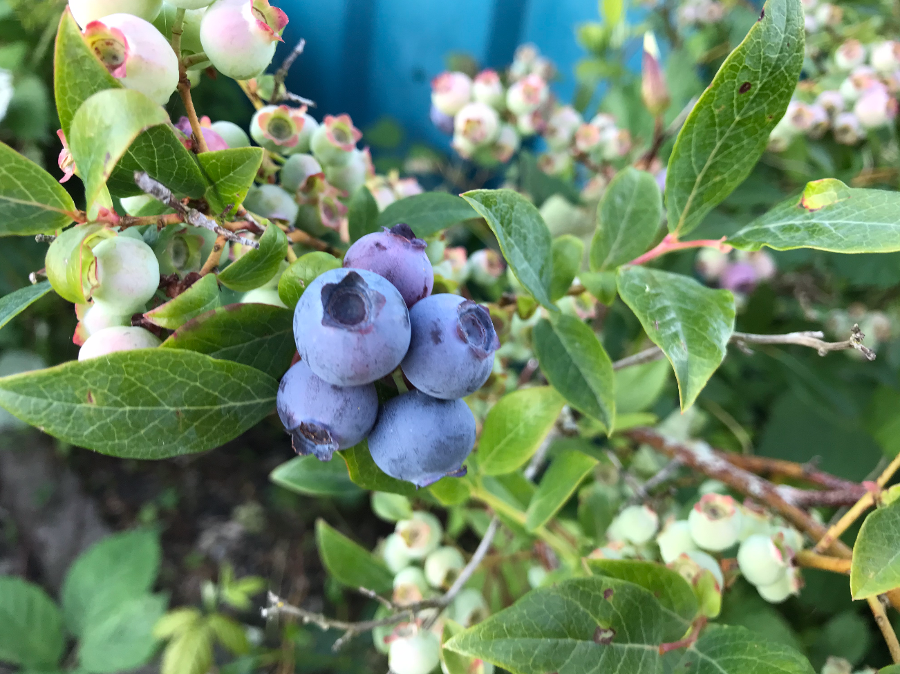 Kun je bessenstruiken planten in september