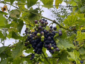 Kun je druiven uit eigen tuin eten