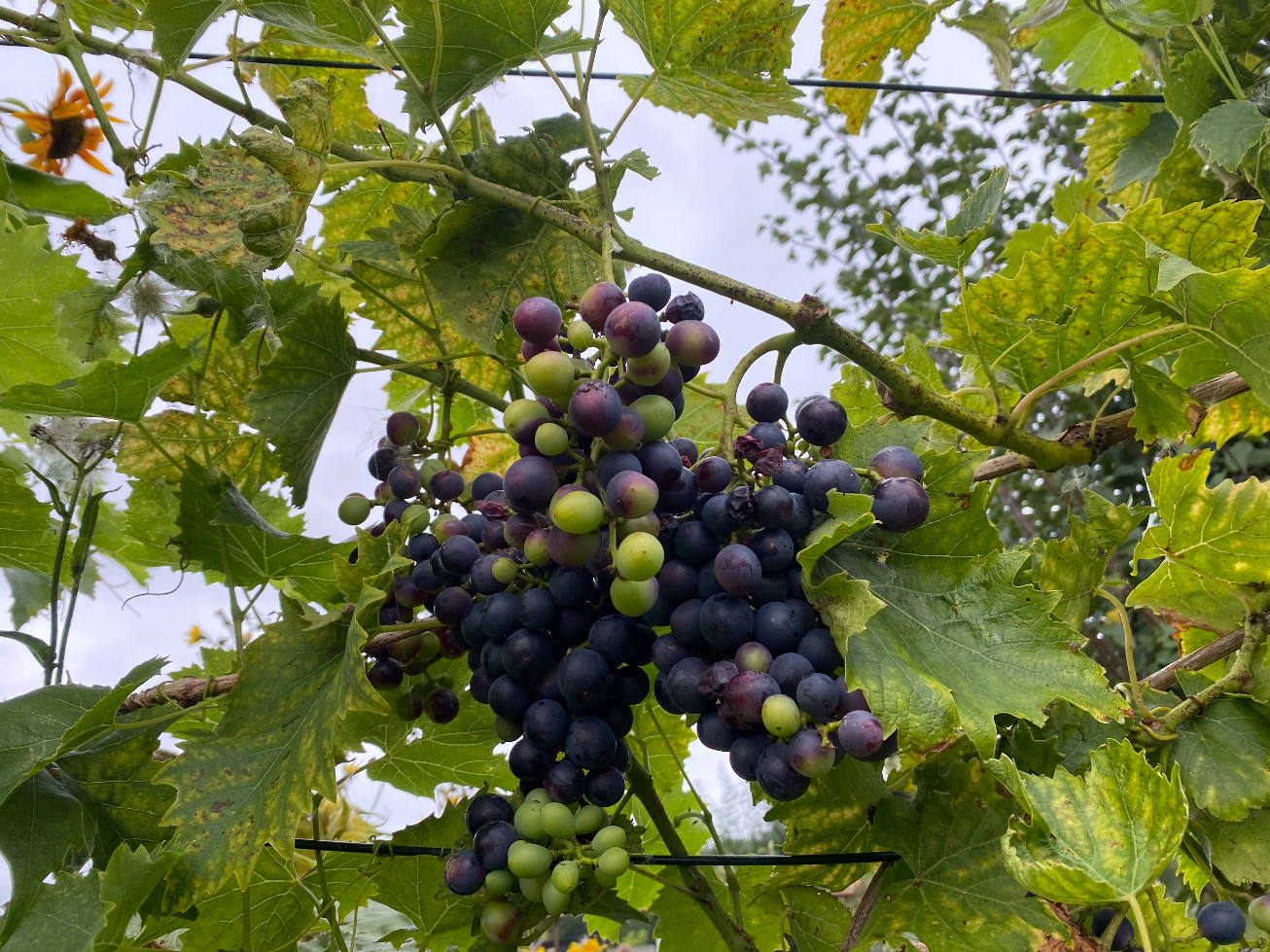 Kun je druiven uit eigen tuin eten