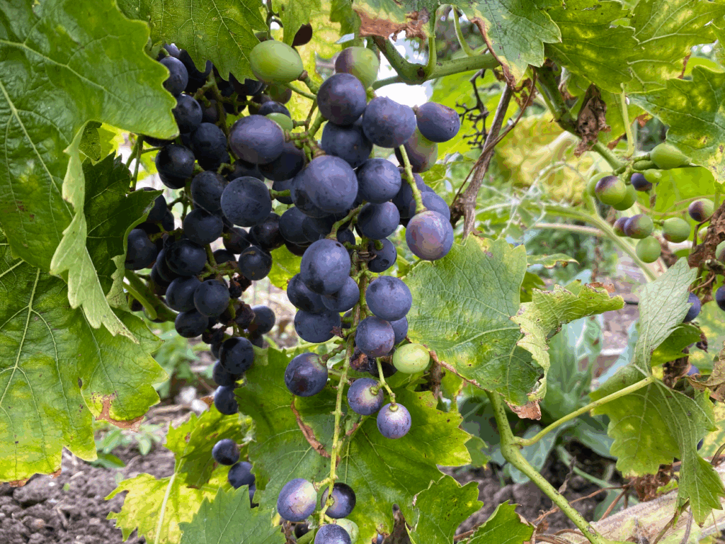 Kun je druiven uit eigen tuin eten