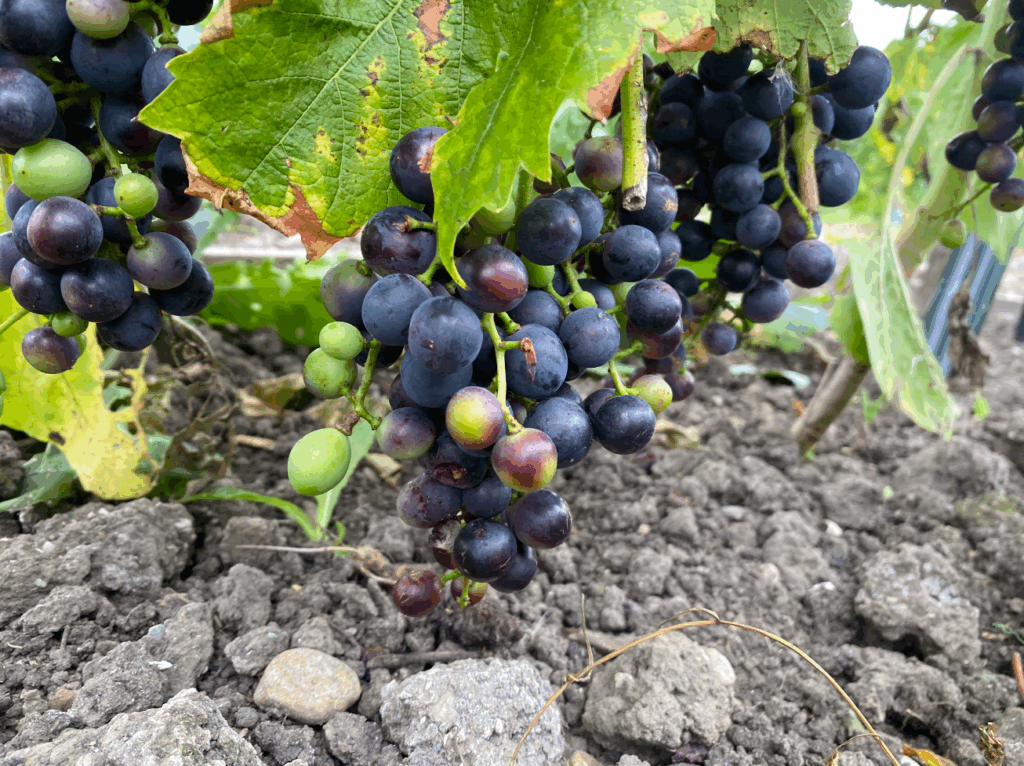 Kun je druivenstruiken planten in september