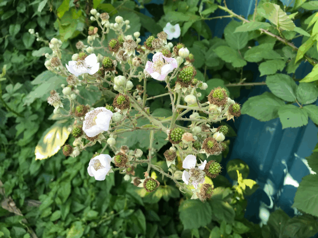 Kun je een bramenstruik planten in september