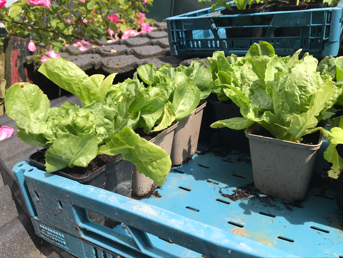 Kun je nog andijvie zaaien of planten in september
