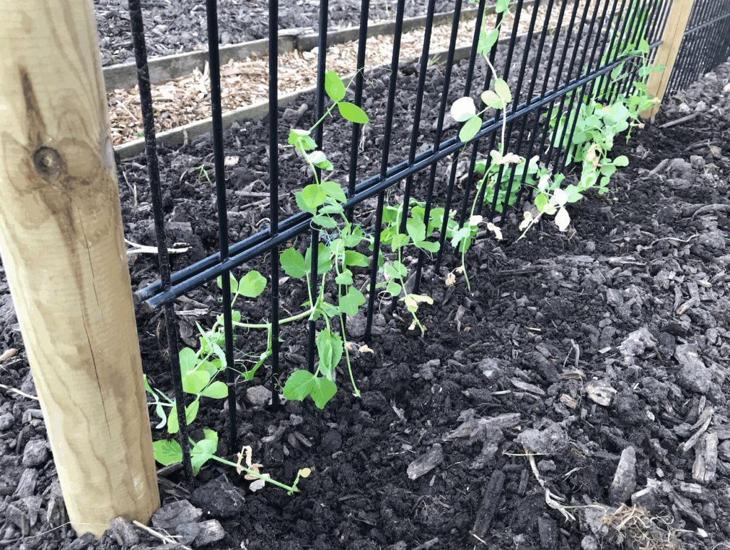 Kun je nog doperwten planten in september