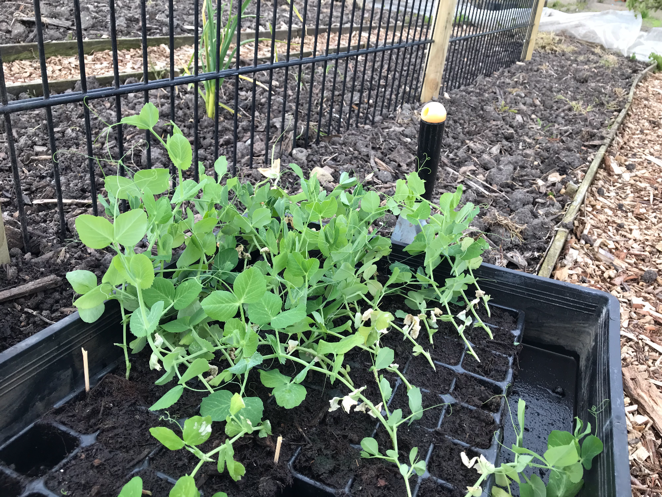 Kun je nog doperwten planten in september