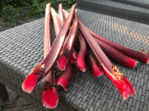 Kun je nog rabarber oogsten in september