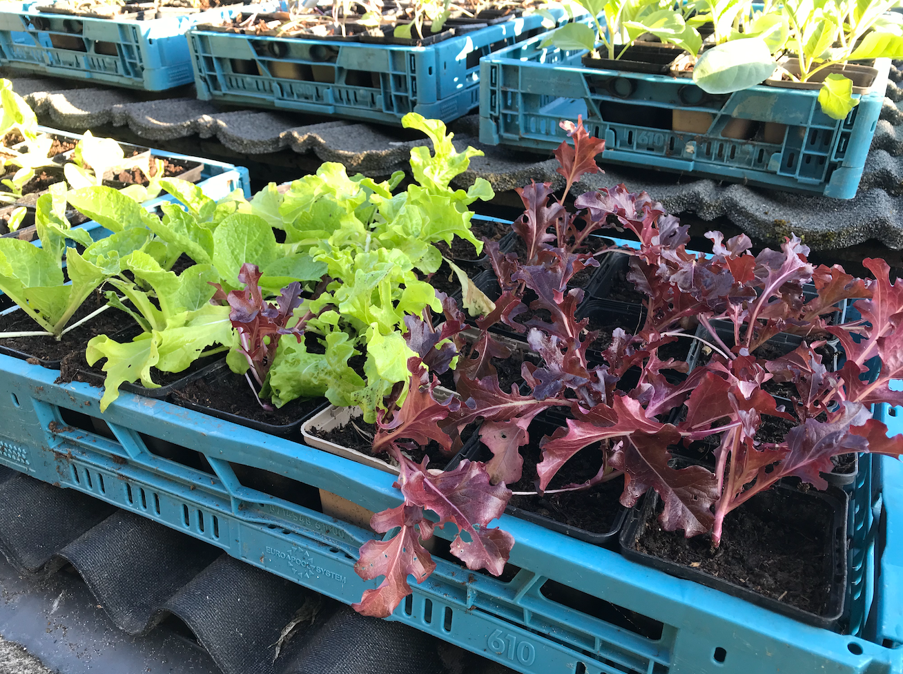Kun je nog sla planten in september