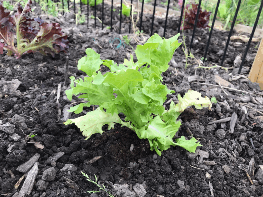Kun je nog sla planten in september