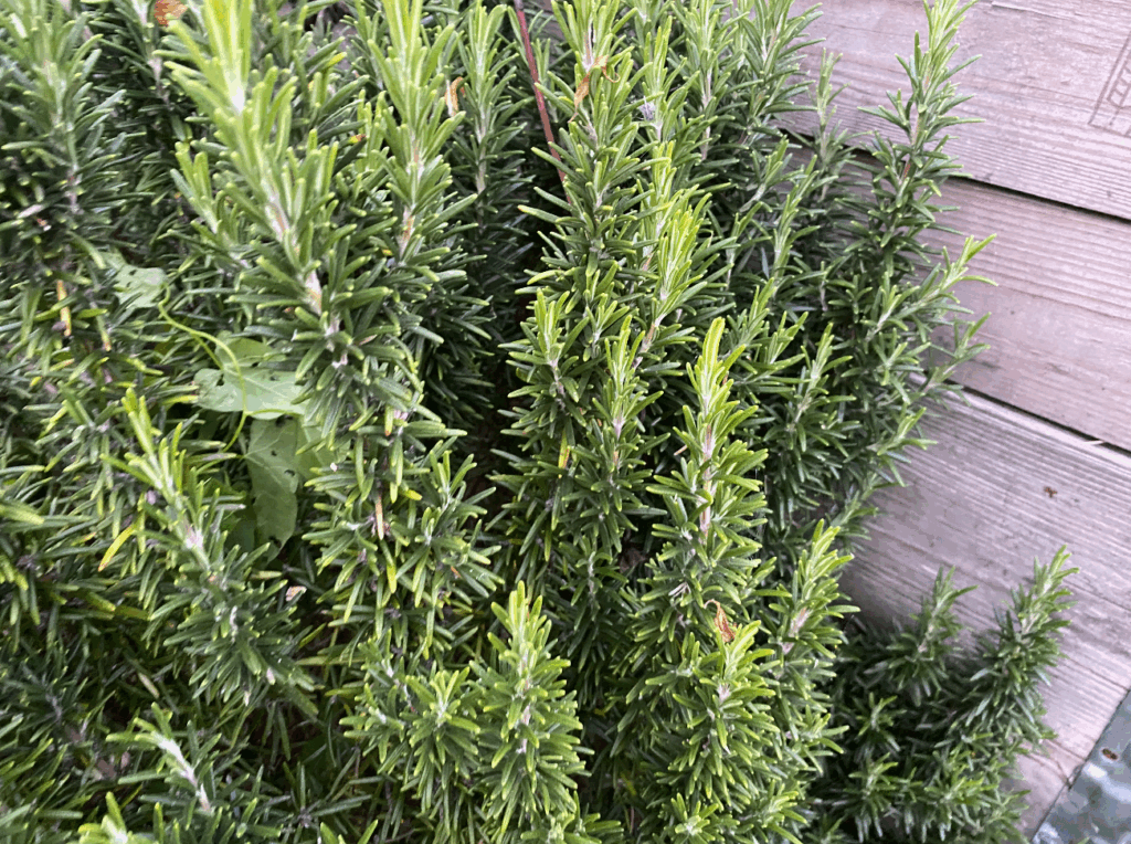 Kun je rozemarijn kweken in pot