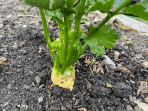 Kun je zelf knolselderij kweken