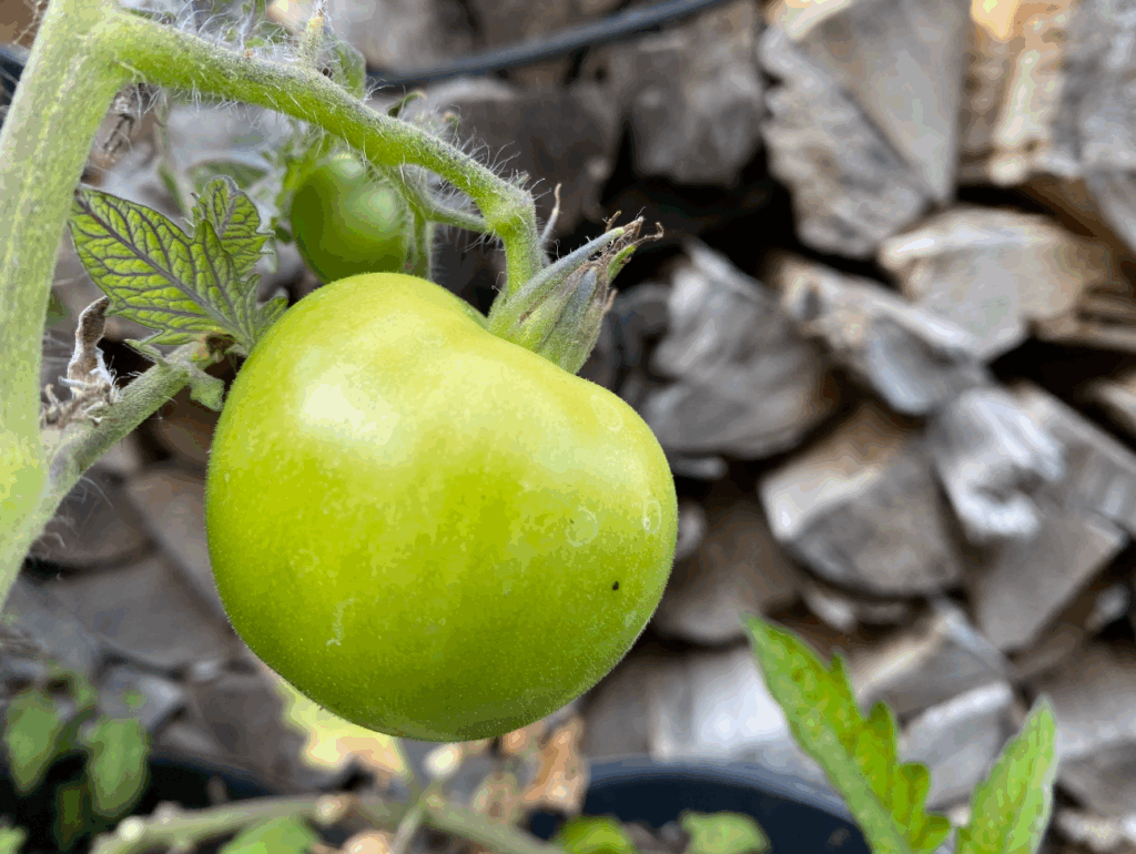 Kunnen tomaten overwinteren