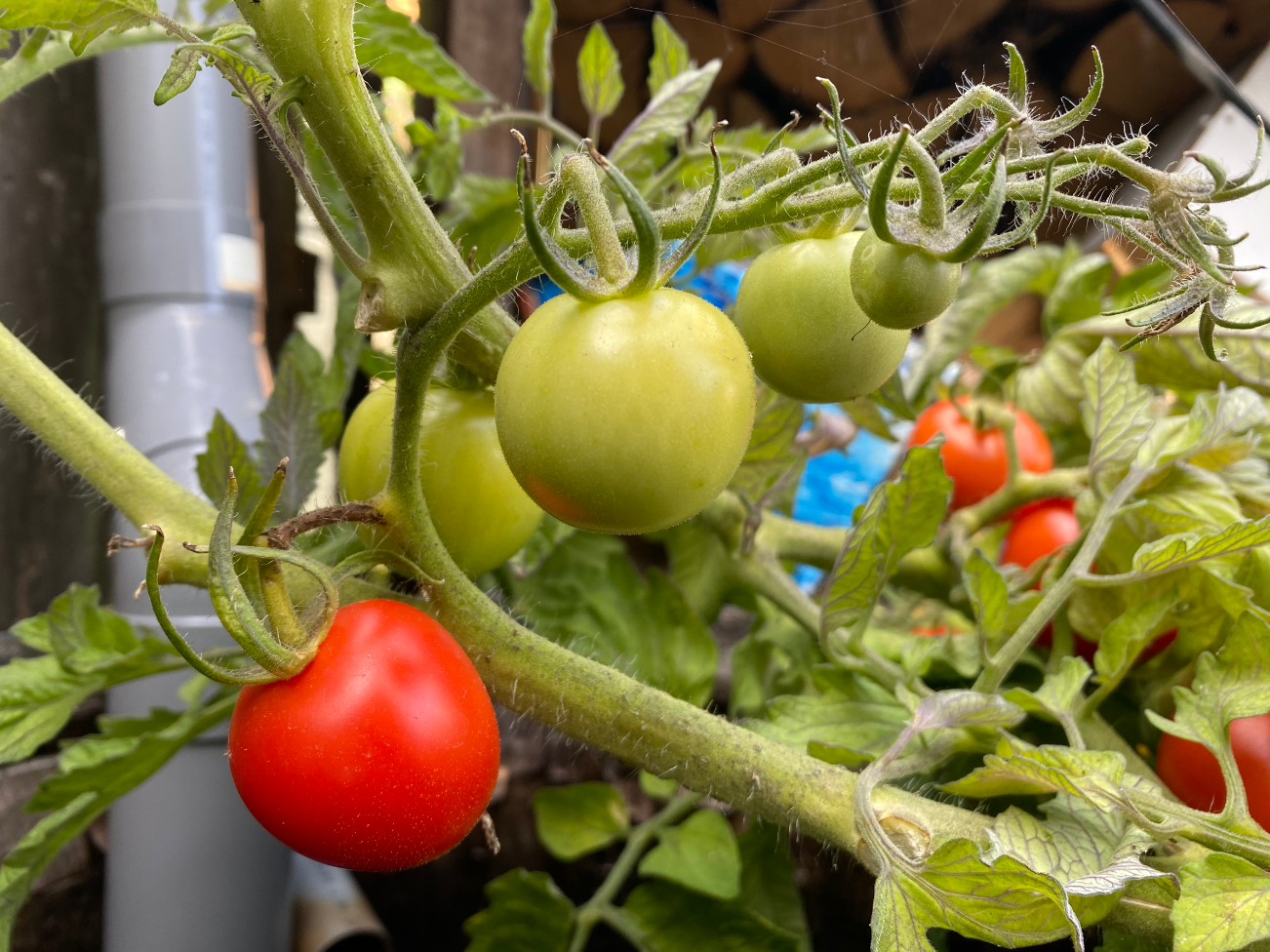 Kunnen tomaten overwinteren