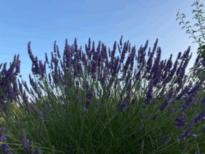 Lavendel planten in september