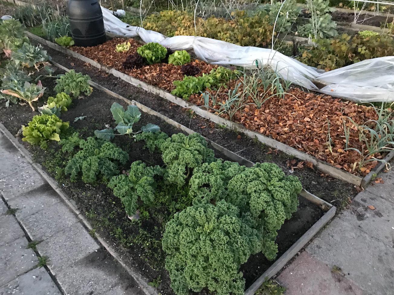 Moestuin klusjes in september