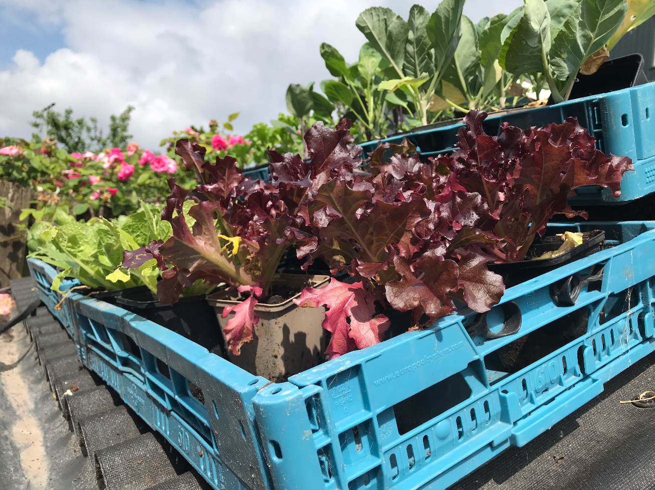 Moestuin plantjes kopen