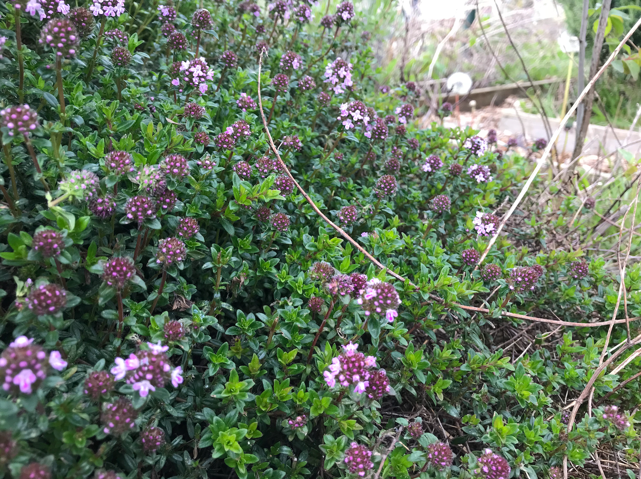 Oregano kweken