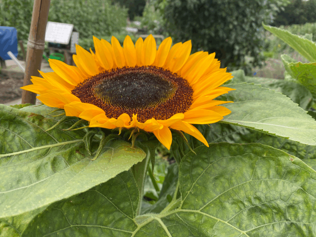 Reuze zonnebloem kweken