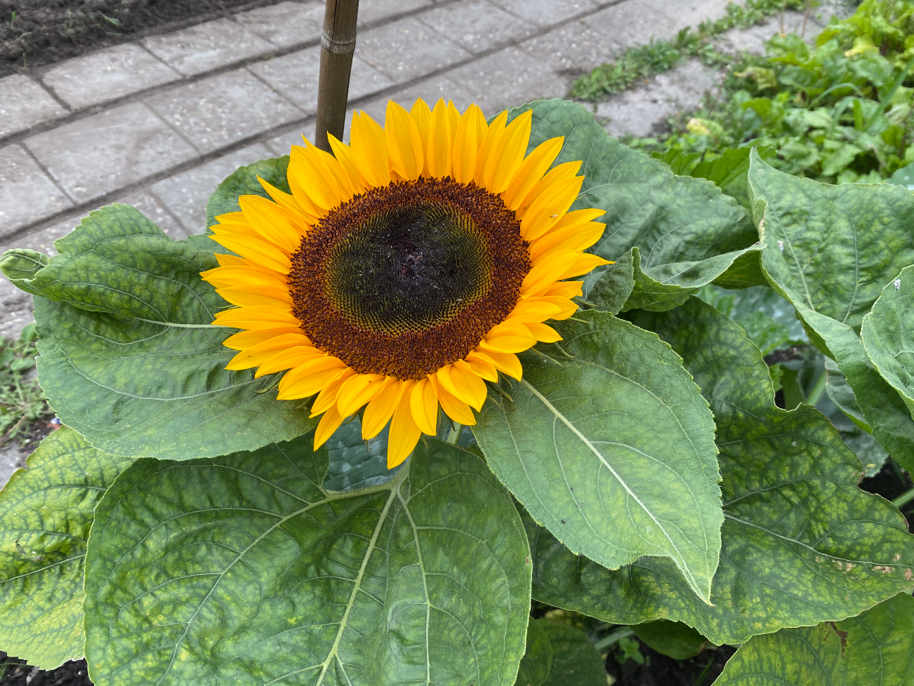 Reuze zonnebloem kweken
