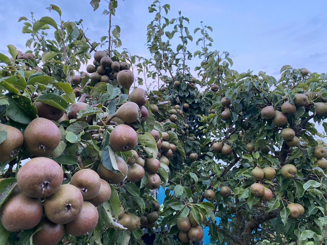 Stoofperenboom te koop