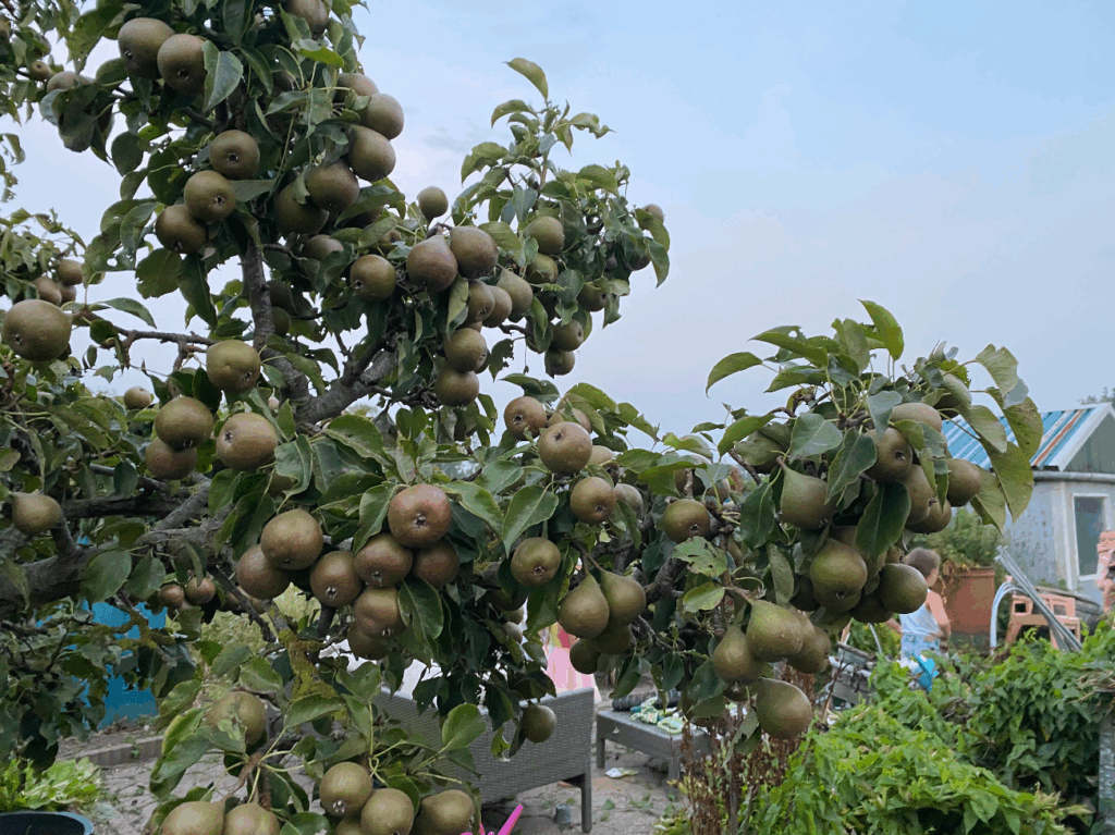 Stoofperenboom te koop