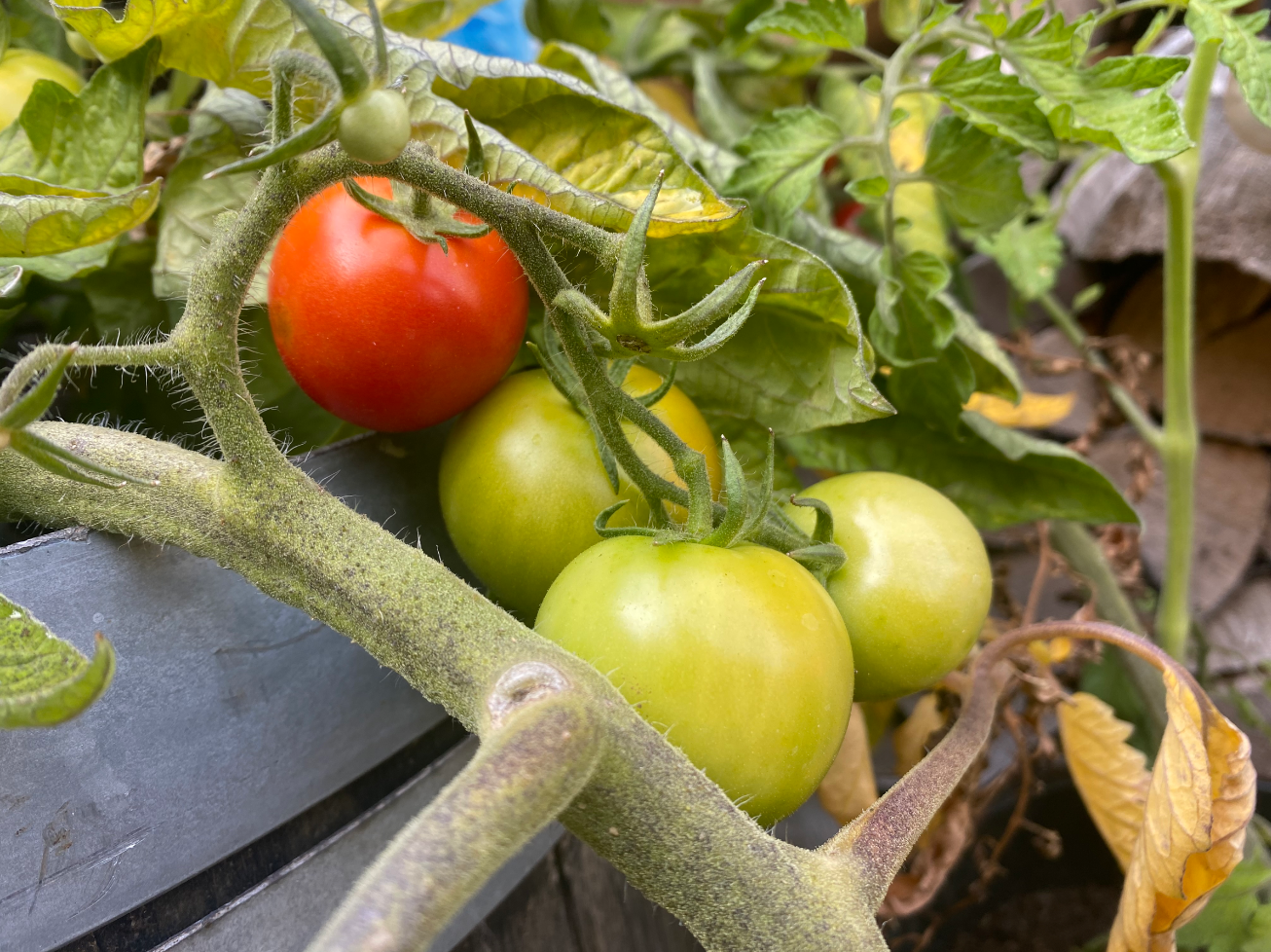 Tips voor een rijke tomatenoogst
