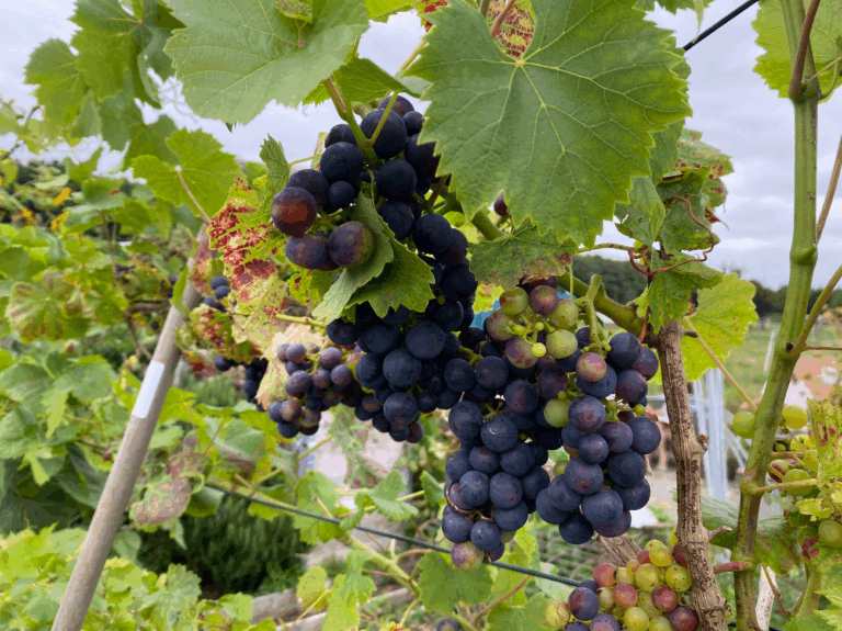 Tips voor het kweken van druiven
