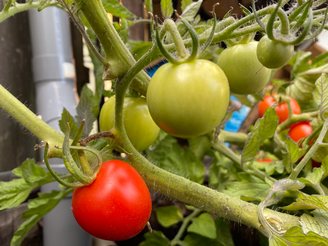 Tomaten kweken voor beginners