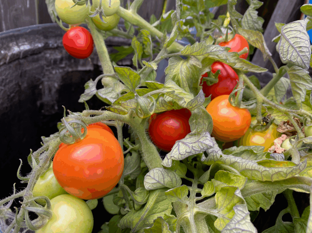 Tomaten kweken voor beginners