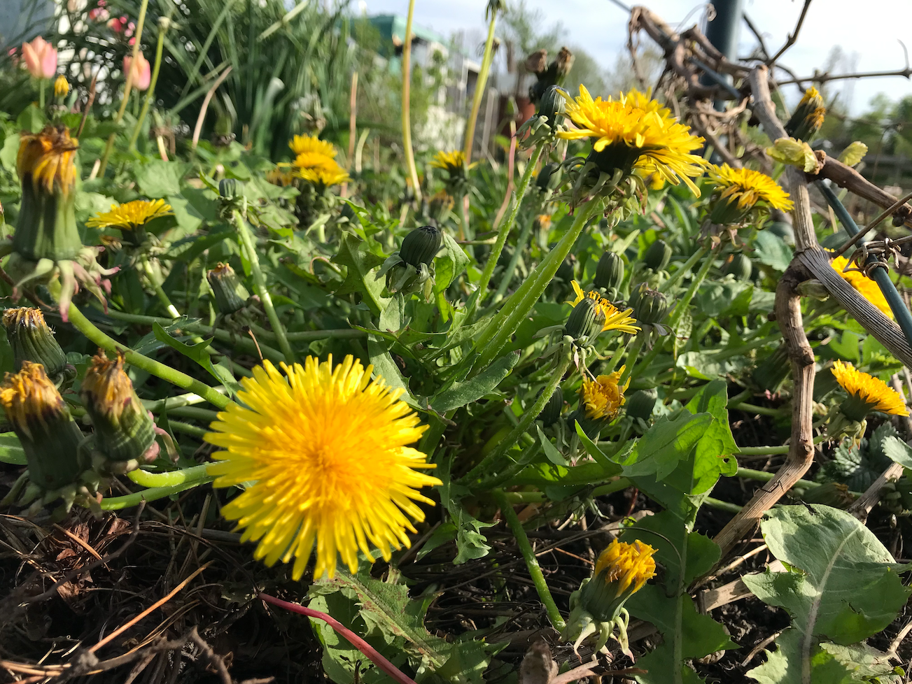 Waar is de paardenbloem goed voor