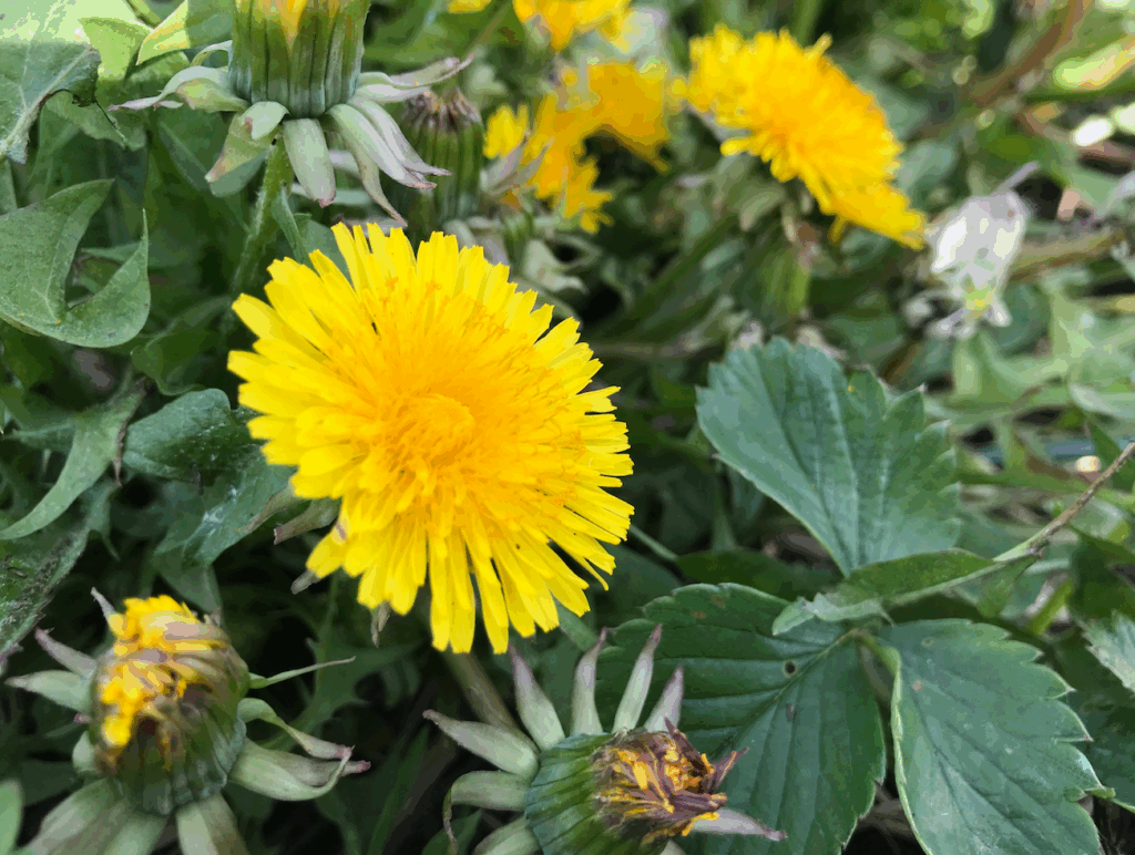 Waar is de paardenbloem goed voor