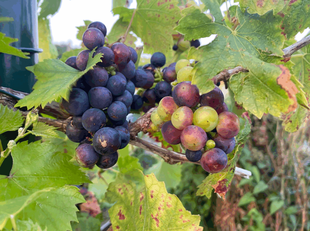 Waar kun je druiven planten kopen