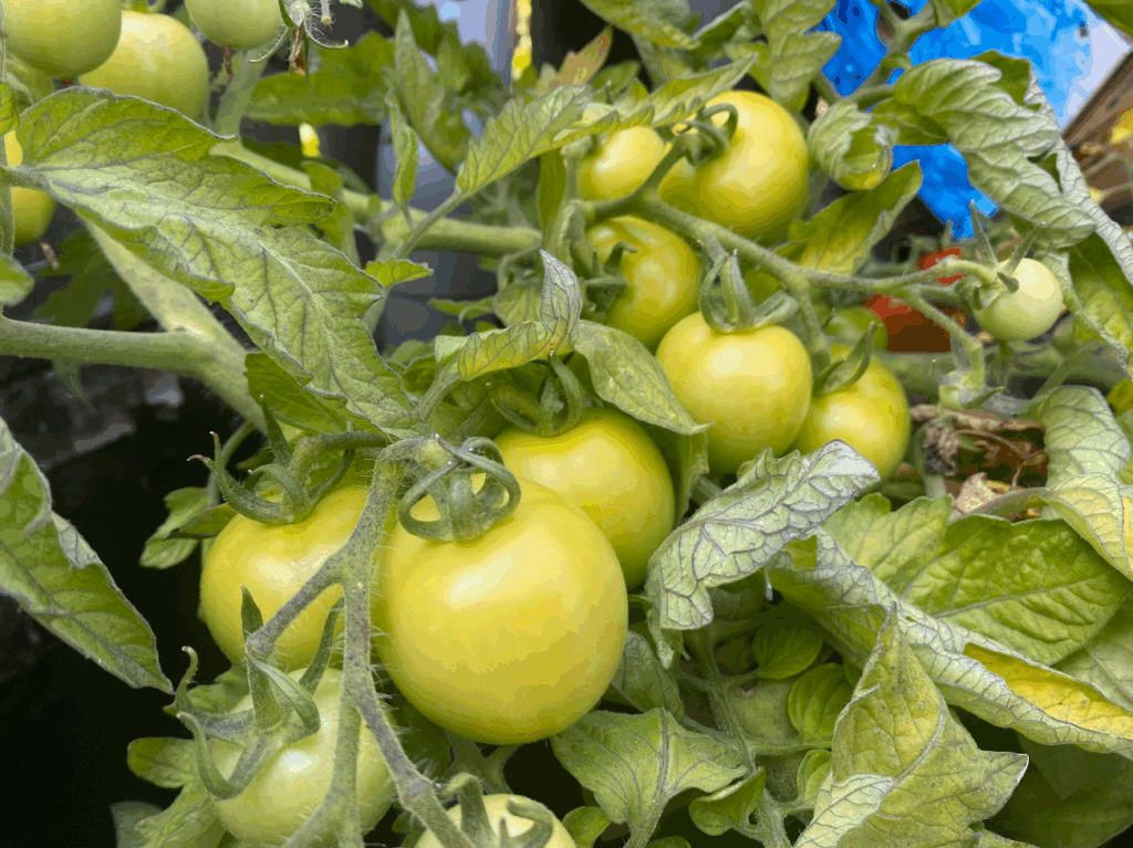 Waar kun je tomatenplantjes kopen