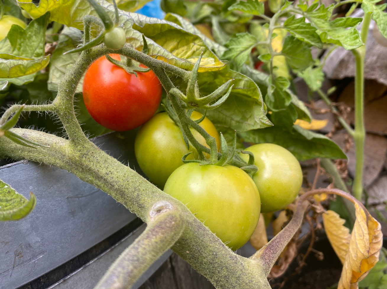 Waar kun je tomatenplantjes kopen