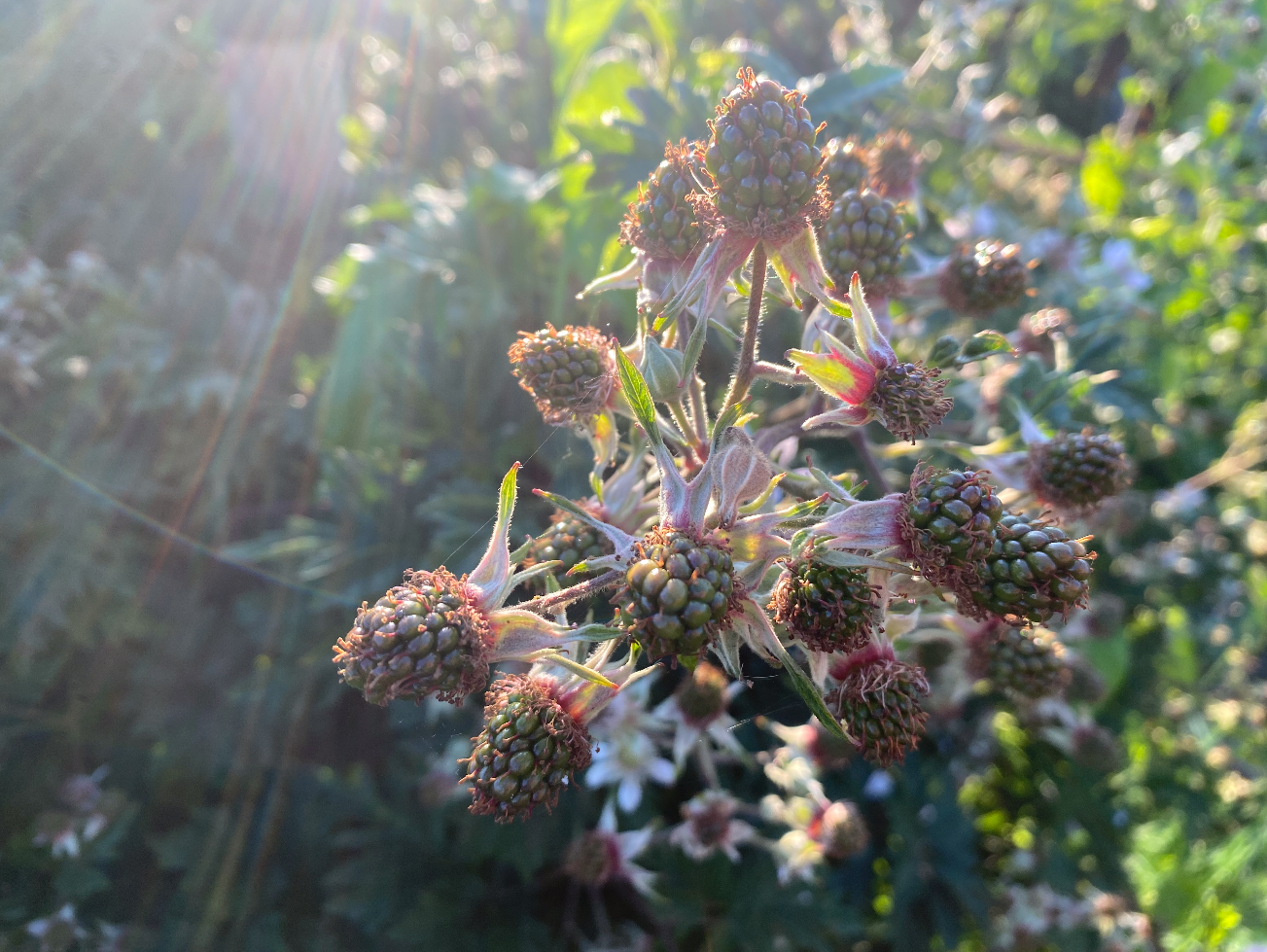 Waarom blijven bramen klein
