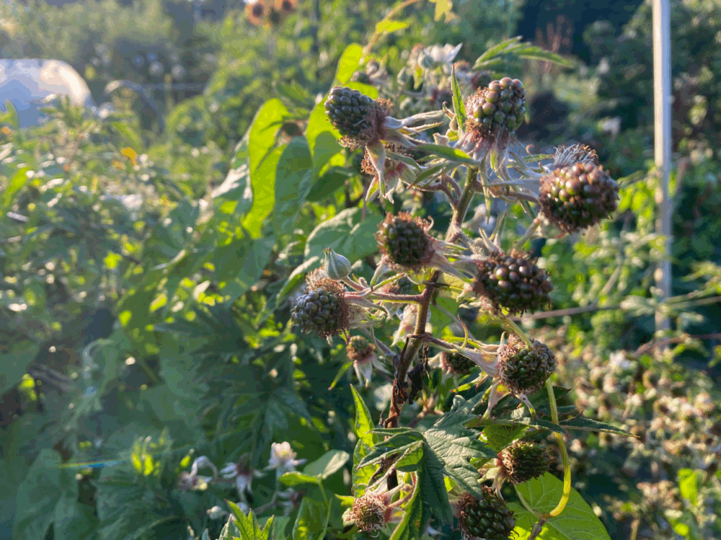 Waarom blijven bramen klein