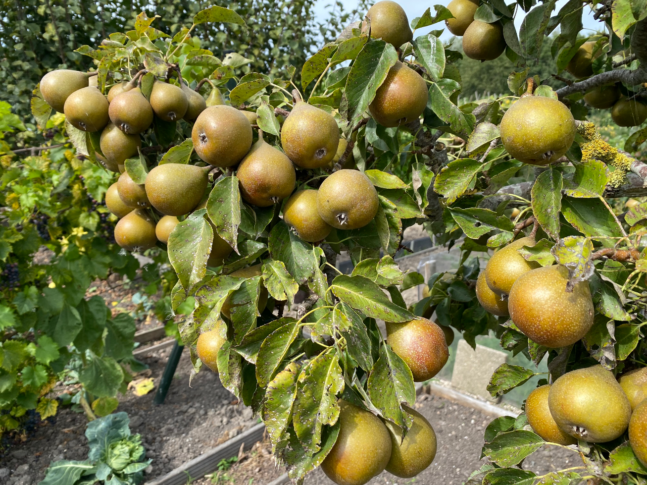 Wanneer kan ik peren van mijn Gieser Wildeman plukken?