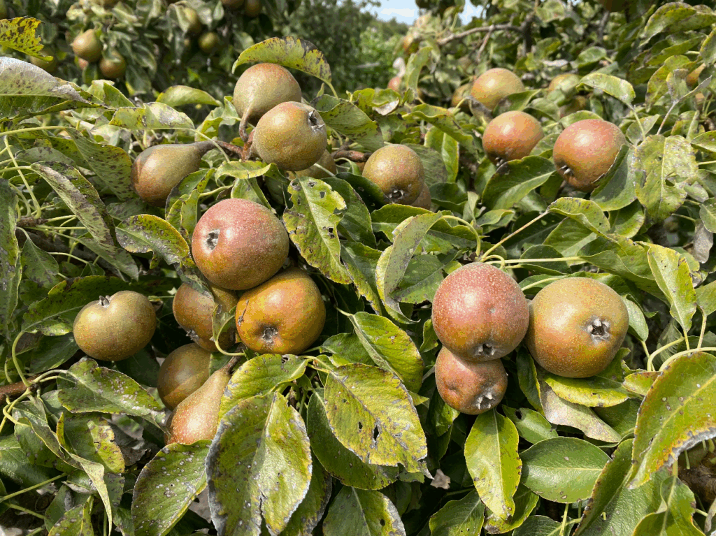 Wanneer kan ik peren van mijn Gieser Wildeman plukken?