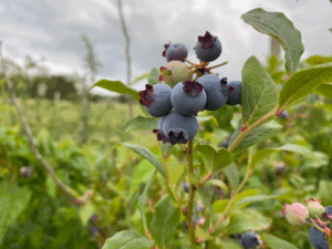 Wanneer kun je het beste een blauwe bes planten
