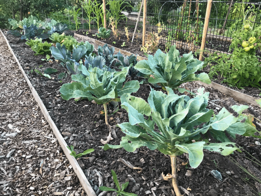 Wanneer kun je kolen zaaien