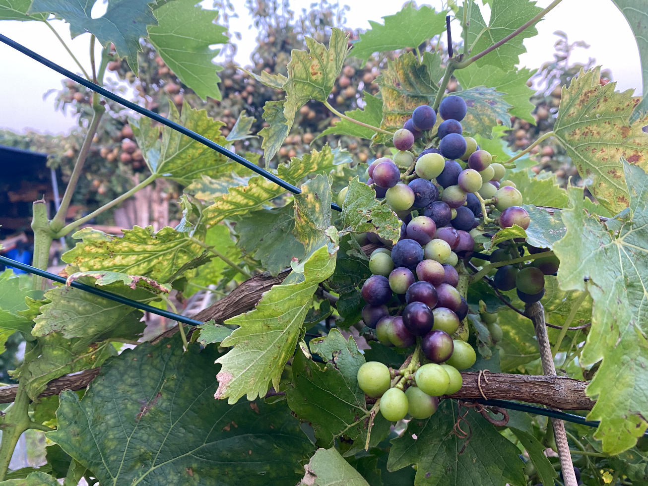 Wanneer plant je een druif