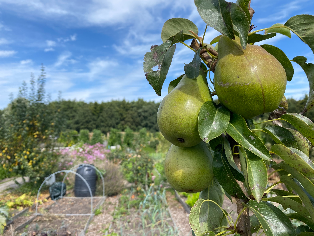 Wat is de beste tijd om fruitbomen te planten