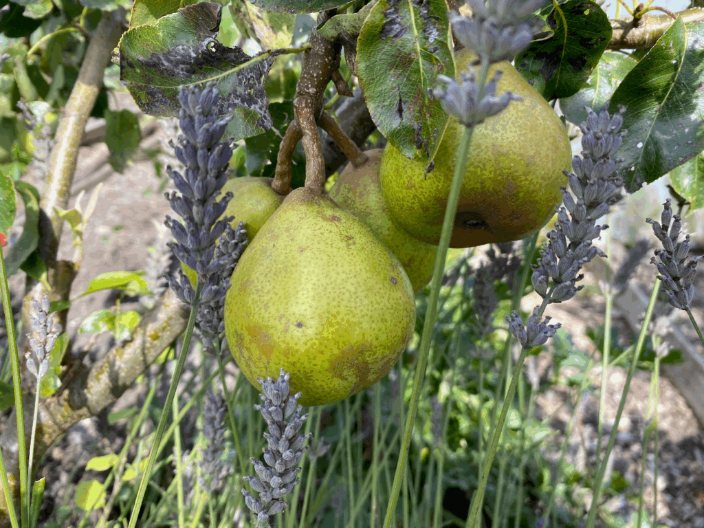 Wat is de beste tijd om fruitbomen te planten