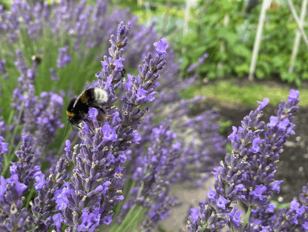 Wat is de beste tijd om lavendel te planten