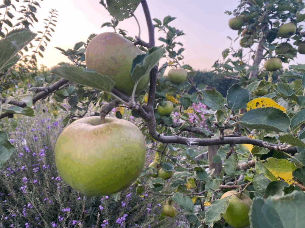 Wat is het adopteren van een fruitboom
